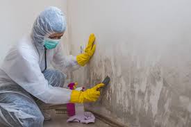 Biohazard Mold Removal in Coon Rapids, MN